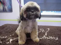 Kissy, a female Shih Tzu for sale in Arlington, WA – 4 of 6