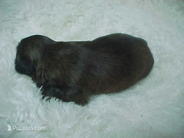 FLEUR – Shih Tzu puppy for sale in Arlington, WA