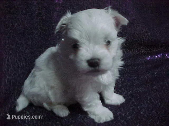 JADE – Maltese puppy for sale in Arlington, WA