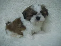 FRANK, a male Shih Tzu for sale in Arlington, WA – 2 of 9