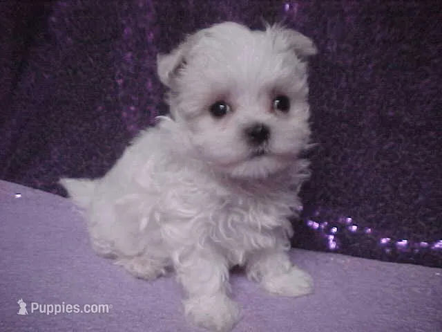Justin – Maltese puppy for sale in Arlington, WA