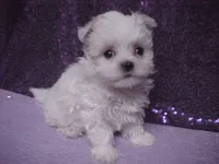 Justin, a male Maltese for sale in Arlington, WA – 1 of 10