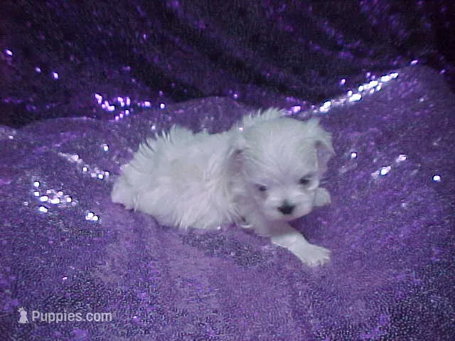 Parker – Maltese puppy for sale in Arlington, WA