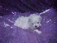 Parker, a male Maltese for sale in Arlington, WA – 1 of 5