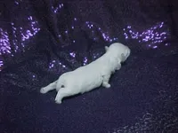 JACINDA , a female Maltese for sale in Arlington, WA – 6 of 9