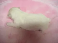 Misty, a female Maltese for sale in Arlington, WA – Photo 1 of 3