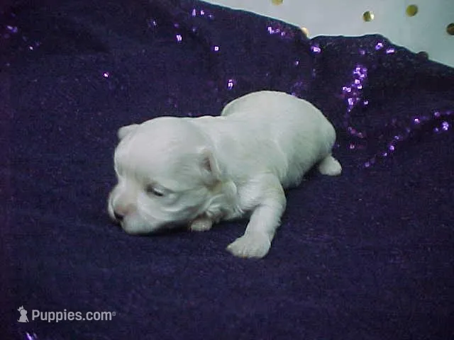 Misty – Maltese puppy for sale in Arlington, WA