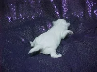 Justin, a male Maltese for sale in Arlington, WA – 2 of 8