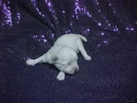 JACINDA , a female Maltese for sale in Arlington, WA – 2 of 9