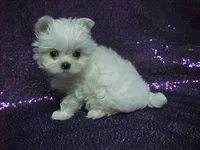 Princess, a female Maltese for sale in Arlington, WA – 6 of 8