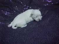JACINDA , a female Maltese for sale in Arlington, WA – 7 of 9