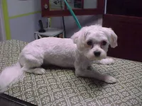Patty, a female Maltese for sale in Arlington, WA – 2 of 3