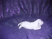 Justin, a male Maltese for sale in Arlington, WA – 3 of 8