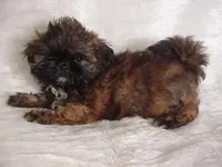 FIONA, a female Shih Tzu for sale in Arlington, WA – 7 of 8
