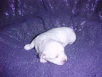 JAZMIN, a female Maltese for sale in Arlington, WA – 3 of 8