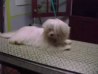 Princess, a female Maltese for sale in Arlington, WA – 3 of 3