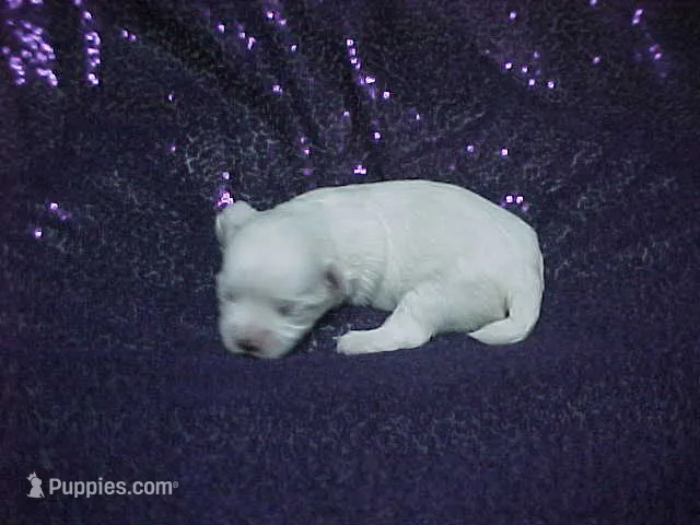 JACINDA  – Maltese puppy for sale in Arlington, WA