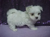 JADE, a female Maltese for sale in Arlington, WA – 6 of 9
