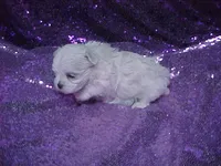 Parker, a male Maltese for sale in Arlington, WA – 3 of 5