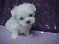 JAZMIN, a female Maltese for sale in Arlington, WA – 5 of 8