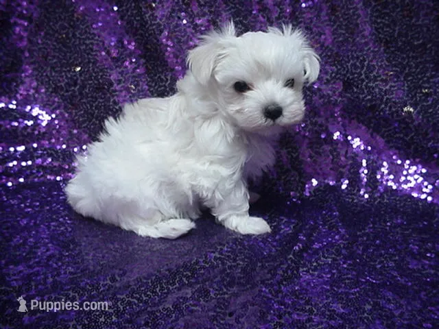 Piper – Maltese puppy for sale in Arlington, WA