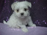 JADE, a female Maltese for sale in Arlington, WA – 7 of 9