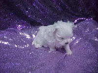 Piper, a female Maltese for sale in Arlington, WA – 3 of 5