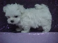 JAZMIN, a female Maltese for sale in Arlington, WA – 1 of 8