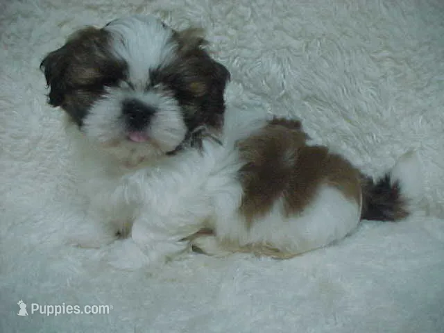 FRANK – Shih Tzu puppy for sale in Arlington, WA