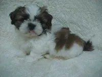 FRANK, a male Shih Tzu for sale in Arlington, WA – 1 of 9