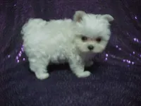 Princess, a female Maltese for sale in Arlington, WA – 5 of 8