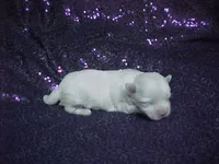 JADE, a female Maltese for sale in Arlington, WA – 2 of 8