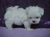 JAZMIN, a female Maltese for sale in Arlington, WA – 2 of 8