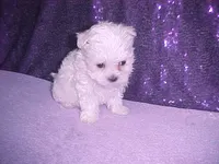 Justin, a male Maltese for sale in Arlington, WA – 8 of 10