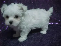 Patty, a female Maltese for sale in Arlington, WA – 2 of 9