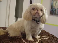 Kissy, a female Shih Tzu for sale in Arlington, WA – 6 of 6