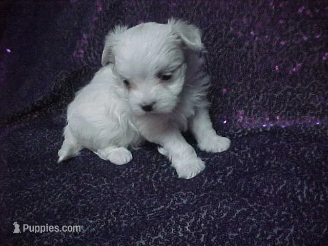 JACINDA  – Maltese puppy for sale in Arlington, WA