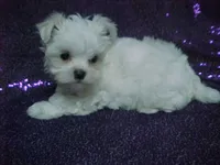 Patty, a female Maltese for sale in Arlington, WA – 3 of 9