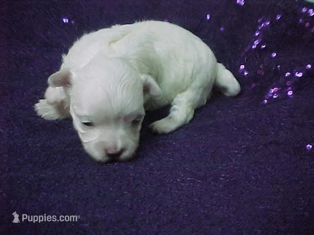 Mercy  – Maltese puppy for sale in Arlington, WA