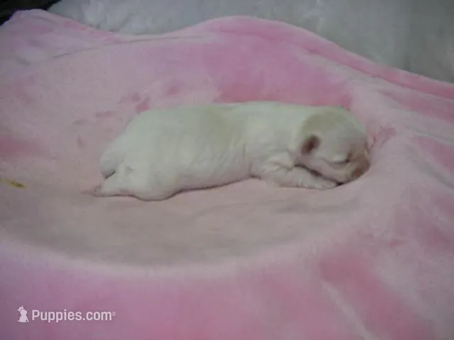 Mercy  – Maltese puppy for sale in Arlington, WA