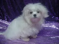 Piper, a female Maltese for sale in Arlington, WA – 5 of 5
