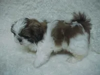 FRANK, a male Shih Tzu for sale in Arlington, WA – 7 of 9