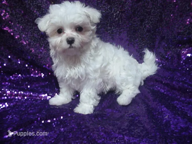 Mallory – Maltese puppy on hold in Arlington, WA