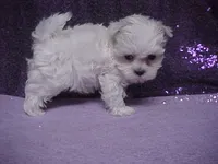 Justin, a male Maltese for sale in Arlington, WA – 3 of 10