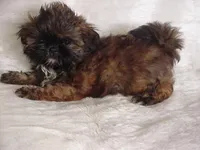 FLORENCE, a female Shih Tzu for sale in Arlington, WA – 9 of 10
