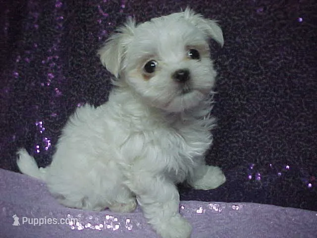 JADE – Maltese puppy for sale in Arlington, WA