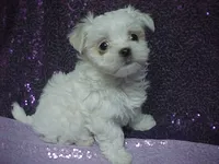 JADE, a female Maltese for sale in Arlington, WA – 1 of 9