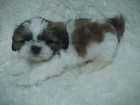 FRANK, a male Shih Tzu for sale in Arlington, WA – 3 of 9