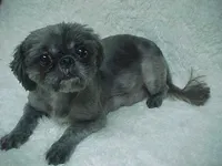 FRANK, a male Shih Tzu for sale in Arlington, WA – 9 of 9