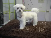Piper, a female Maltese for sale in Arlington, WA – 4 of 5